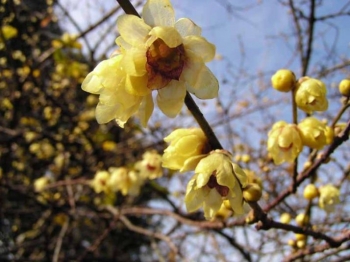 rośliny ozdobne - ZIMOKWIAT WCZESNY Chimonanthus praecox - nasiona 3szt.