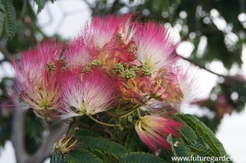 sadzonki - Albicja jedwabista ROSEA Albizia julibrissin Jedwabne perskie drzewo C5/30-50cm *TL