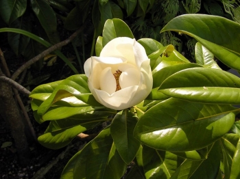 sadzonki - Magnolia wielkokwiatowa grandiflora C5/50-60cm *6*7T
