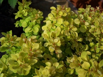 rośliny ozdobne - Berberys Bogozam Bonanza Gold (Berberis thunbergii Bogozam Bonanza Gold) C2 *19