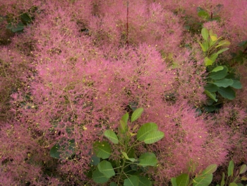 rośliny ogrodowe - Perukowiec podolski Royal Purple Cotinus coggygria P15/40-60cm *17