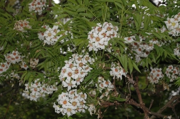 rośliny ozdobne - Kasztanek jarzębolistny Xanthoceras sorbifolium Ksantoceras jarzębolistny - nasiona 1szt.