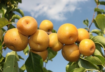 rośliny ozdobne - Grusza piaskowa  Nashi Grusza chińska  Pyrus pyrifolia - nasiona 5szt.