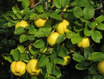 rośliny ozdobne - Pigwa pospolita forma jabłkowata (Cydonia oblonga f.maliformis) szczepiona 1,3 m