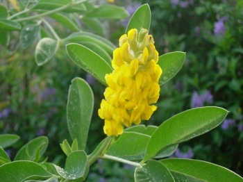sklep ogrodniczy - Argyrocytisus battandieri C3/40-50cm *B