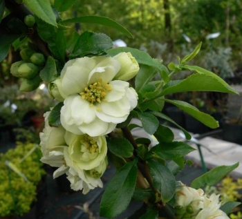 rośliny ozdobne - Pigwowiec okazały Yukigoten (Chaenomeles speciosa Yukigoten) /C2 *1