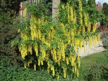 sadzonki - Złotokap zwyczajny - nasiona - 10 sztuk  Laburnum anagyroides