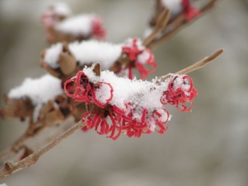 sklep ogrodniczy - Oczar pośredni RUBIN na pniu Hamamelis x intermedia C3/Pa60(100)cm *TP