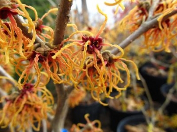 rośliny ogrodowe - Oczar pośredni SPANISH SPIDER Hamamelis x intermedia