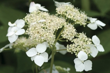 rośliny ogrodowe - Hortensja krzewiasta RADIATA Hydrangea arborescens /C2 *17