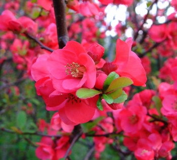 sklep ogrodniczy - Pigwowiec wspaniały Pink Lady (Chaenomeles x superba Pink Lady)