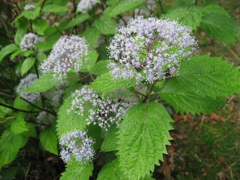 sadzonki - Hortensja owłosiona Hydrangea hirta Thunberg Siebold