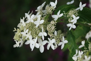 rośliny ogrodowe - Hortensja wiechowata PRAECOX Hydrangea paniculata