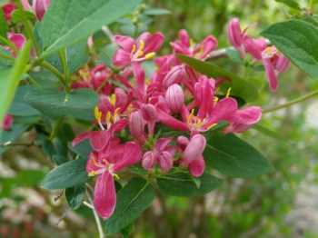rośliny ogrodowe - Suchodrzew tatarski HACK'S RED Lonicera tatarica C2/40-60cm