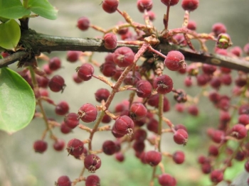 rośliny ogrodowe - Coriaria nepalensis