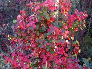 sadzonki - Winorośl kalifornijska Roger's Red Vitis californica C2/80cm