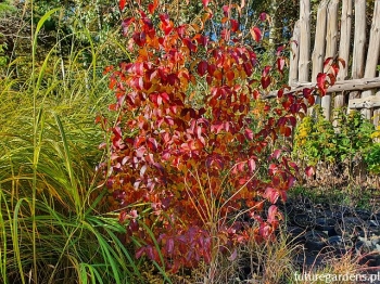 sadzonki - Kalina śliwolistna Mrs Henry's Large Viburnum prunifolium C2/20-30cm *11