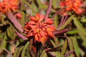 sklep ogrodniczy - Wilczomlecz Grifftha FIREGLOW Euphorbia griffithii /C2
