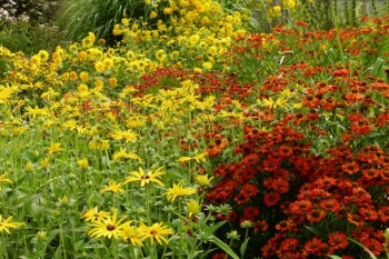 rośliny ozdobne - Dzielżan RUBINZWERG Helenium C2