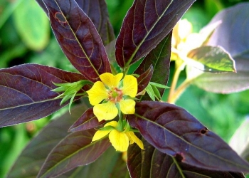 rośliny ozdobne - Tojeść orzęsiona FIRECRACKER Lysimachia ciliata /P11 *K16