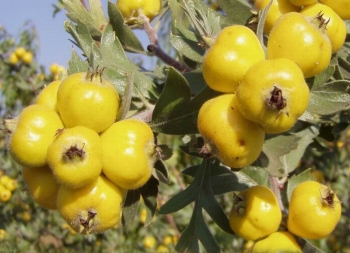 rośliny ogrodowe - Głóg cętkowany AUREA Crataegus punctata