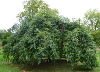 sklep ogrodniczy - Dąb szypułkowy PENDULA Quercus robur C7,5/Pa120cm *13