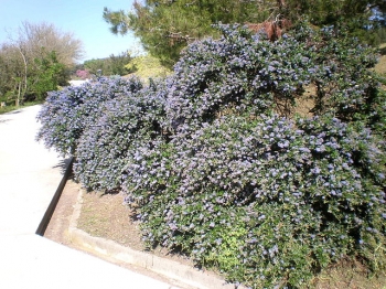 rośliny ozdobne - Prusznik płożący szafirowy bez kalifornijski  Ceanothus thyrsiflorus var. repens C2/20cm