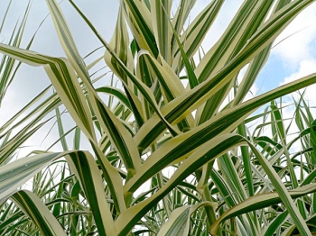 rośliny ozdobne - Lasecznica trzcinowata VARIEGATA Arundo donax /C3