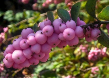 sklep ogrodniczy - Śnieguliczka Doorenbosa MOTHER OF PEARL Symphoricarpos ×doorenbosii C3/50cm