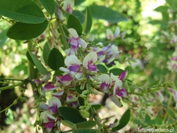 rośliny ogrodowe - Lespedeza thunbergii 'Edo-shibori' Lespedeza bicolor C5/80-100cm *TS