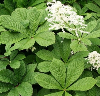 sklep ogrodniczy - Rodgersja kasztanowcolistna (Rodgersia aesculifolia) /C5