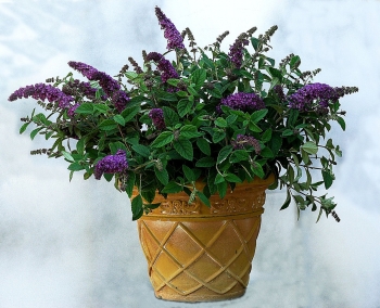 sklep ogrodniczy - Budleja BLOOMTASTIC DREAMING LAVENDER 'Hinebud1' Buddleja