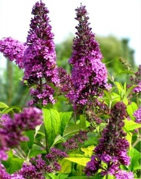 rośliny ozdobne - Budleja Dawida MOONSHINE 'Buddma' Buddleja davidii /C3