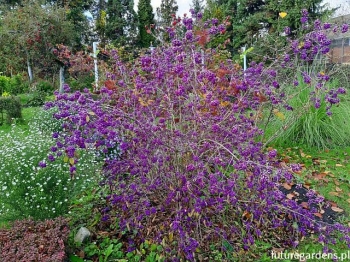 sklep ogrodniczy - Pięknotka Bodiniera PROFUSION Callicarpa bodinieri C2/30cm *15T
