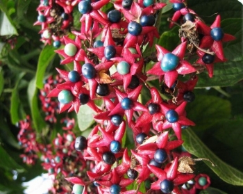 rośliny ozdobne - Szczęślin późny Clerodendrum trichotomum P15/30cm *3T