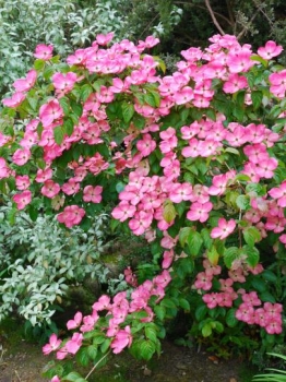 rośliny ozdobne - Dereń kousa SATOMI Cornus kousa C5/80-100cm *K8