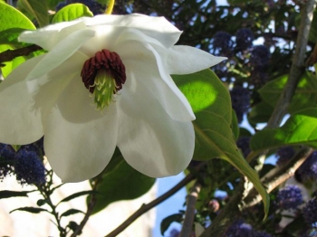 sadzonki - Magnolia Wilsona Magnolia wilsonii C4/120-140cm *10