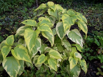 rośliny ozdobne - Szczęślin trójdzielny VARIEGATUM Clerodendrum trichotomum C3/50cm