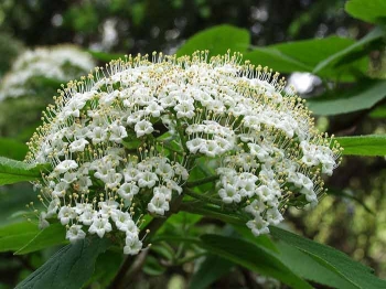 rośliny ogrodowe - Kalina hordowina AUREUM Viburnum lantana C2/50cm