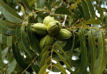 sklep ogrodniczy - Orzech szary Juglans cinerea C7,5/1,1-1,4m