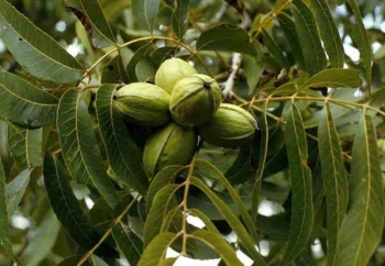 rośliny ogrodowe - Orzech szary Juglans cinerea C7,5/1,1-1,4m