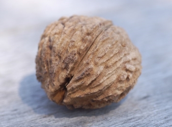 rośliny ogrodowe - Orzech czarny LACINIATA Juglans nigra c7,5/80-100cm