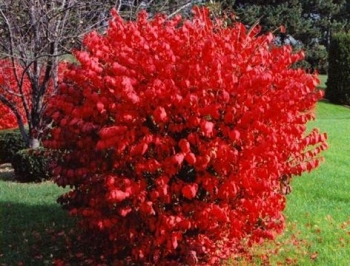 rośliny ozdobne - Trzmielina oskrzydlona RUDY HAAG Euonymus alatus C2/30-40cm *24