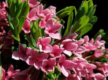 sklep ogrodniczy - Wawrzynek główkowy Daphne cneorum P9/10-20cm *7T
