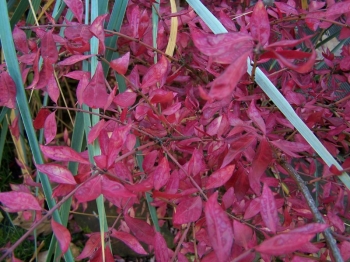 rośliny ozdobne - Trzmielina oskrzydlona SILVER CLOUD Euonymus alatus C2/10-20cm *K18