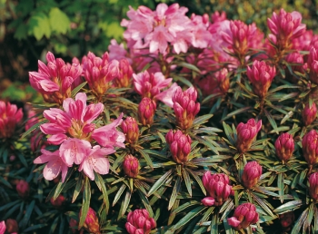 rośliny ogrodowe - Różanecznik pontyjski GRAZIELLA Rhododendron ponticum