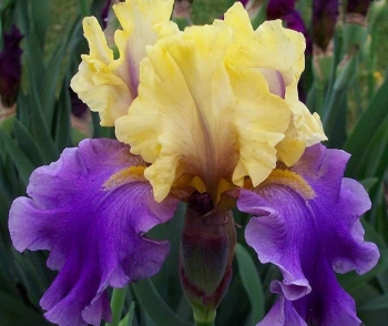 sklep ogrodniczy - Irys amerykański EDITH WOLFORD Iris Kosaciec