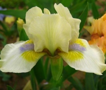 sklep ogrodniczy - Irys karłowy DIXIE PIXIE Iris pumila Kosaciec