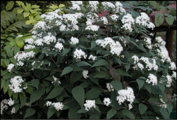 sklep ogrodniczy - Sadziec plamisty CHOCOLATE Eupatorium maculatum /P11