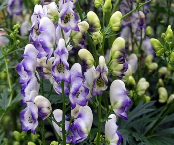 sklep ogrodniczy - Tojad BICOLOR T.dwukolorowy Aconitum cammarum